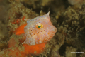 Lembeh-Bunaken-Siladen-04