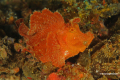 Lembeh-Bunaken-Siladen-07