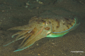 Lembeh-Bunaken-Siladen-12