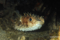 Lembeh-Bunaken-Siladen-16