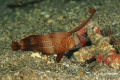 Lembeh-Bunaken-Siladen-22