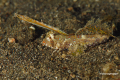 Lembeh-Bunaken-Siladen-23