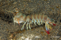 Lembeh-Bunaken-Siladen-24