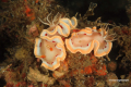 Lembeh-Bunaken-Siladen-32